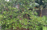foto da casa
